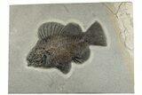 Superb, Fossil Fish (Priscacara) - Green River Formation #203213-1